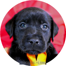 英国ラブラドールの子犬